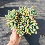 Pachyphytum Doctor Cornelius – My Succulents – Mysucculents (4)