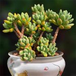 Pachyphytum Doctor Cornelius – My Succulents – Mysucculents (4)