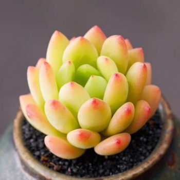 Sedum Alice Evans