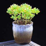 Sedum Pachyphyllum Rose – My Succulents – Mysucculents (6)