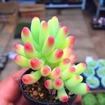 Sedum Pachyphyllum Rose – My Succulents – Mysucculents (6)