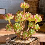 Sedum Pachyphyllum Rose – My Succulents – Mysucculents (6)