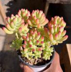 Sedum Pachyphyllum Rose – My Succulents – Mysucculents (6)