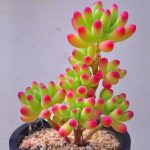 Sedum Pachyphyllum Rose – My Succulents – Mysucculents (6)