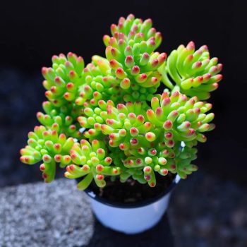 Sedum Pachyphyllum Rose