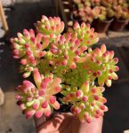 Sedum Pachyphyllum Rose – My Succulents – Mysucculents (6)