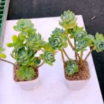 Sedum Palmeri S Watson – My Succulents – Mysucculents (3)