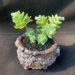 Sedum Palmeri S Watson – My Succulents – Mysucculents (3)