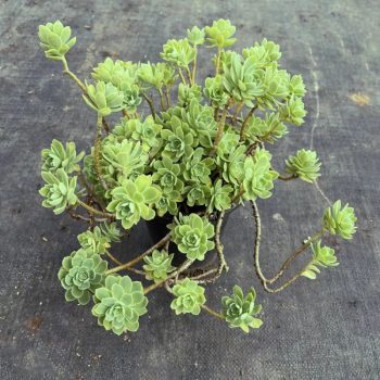 Sedum Palmeri S Watson