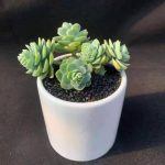 Sedum Palmeri S Watson – My Succulents – Mysucculents (3)