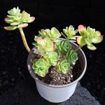Sedum Palmeri S Watson – My Succulents – Mysucculents (3)