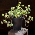 Sedum Palmeri S Watson – My Succulents – Mysucculents (3)