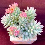 Sedum Red Dragonfly – My Succulents – Mysucculents (7)