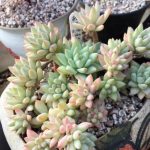 Sedum Red Dragonfly – My Succulents – Mysucculents (7)