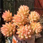 Sedum Red Dragonfly – My Succulents – Mysucculents (7)