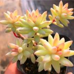 Sedum Red Dragonfly – My Succulents – Mysucculents (7)