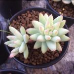 Sedum Red Dragonfly – My Succulents – Mysucculents (7)