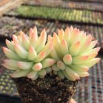 Sedum Red Dragonfly – My Succulents – Mysucculents (7)