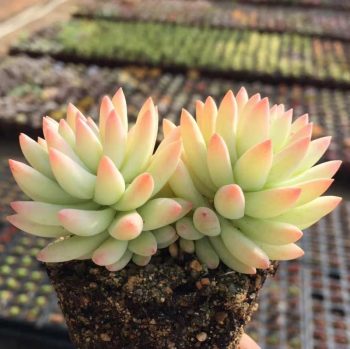Sedum Red Dragonfly