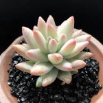 Sedum Red Dragonfly – My Succulents – Mysucculents (7)