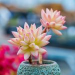 Sedum Red Dragonfly – My Succulents – Mysucculents (7)