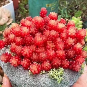 Sedum Rubrotinctum Redberry