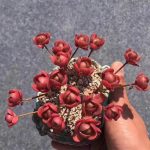 Sedum Spurium Dragon’s Blood – My Succulents – Mysucculents (3)