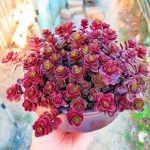 Sedum Spurium Dragon’s Blood – My Succulents – Mysucculents (3)