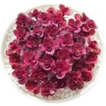 Sedum Spurium Dragon’s Blood – My Succulents – Mysucculents (3)