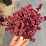 Sedum Spurium Dragon’s Blood – My Succulents – Mysucculents (3)