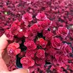 Sedum Spurium Dragon’s Blood – My Succulents – Mysucculents (3)