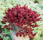 Sedum Spurium Dragon’s Blood – My Succulents – Mysucculents (3)