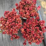 Sedum Spurium Dragon’s Blood – My Succulents – Mysucculents (3)