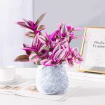 Tradescantia Nanouk – My Succulents – Mysucculents (4)