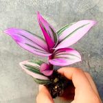 Tradescantia Nanouk – My Succulents – Mysucculents (4)