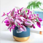 Tradescantia Nanouk – My Succulents – Mysucculents (4)