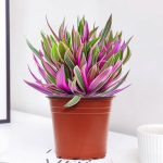 Tradescantia Nanouk – My Succulents – Mysucculents (4)