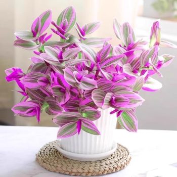 Tradescantia Nanouk