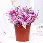 Tradescantia Nanouk – My Succulents – Mysucculents (4)