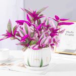 Tradescantia Nanouk – My Succulents – Mysucculents (4)