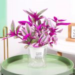 Tradescantia Nanouk – My Succulents – Mysucculents (4)