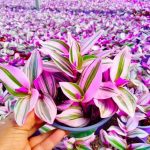 Tradescantia Nanouk – My Succulents – Mysucculents (4)