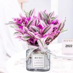 Tradescantia Nanouk – My Succulents – Mysucculents (4)