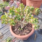 Tree Stonecrop – My Succulents – Mysucculents (7)