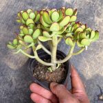 Tree Stonecrop – My Succulents – Mysucculents (7)