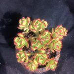 Tree Stonecrop – My Succulents – Mysucculents (7)