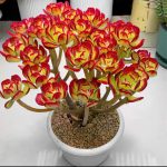 Tree Stonecrop – My Succulents – Mysucculents (7)