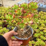Tree Stonecrop – My Succulents – Mysucculents (7)