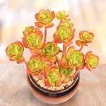Tree Stonecrop – My Succulents – Mysucculents (7)