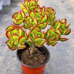 Tree Stonecrop – My Succulents – Mysucculents (7)